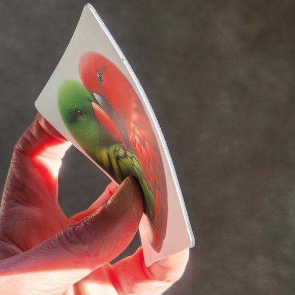 3x3 magnet eclectus parrots heart - Picture 4 of 5